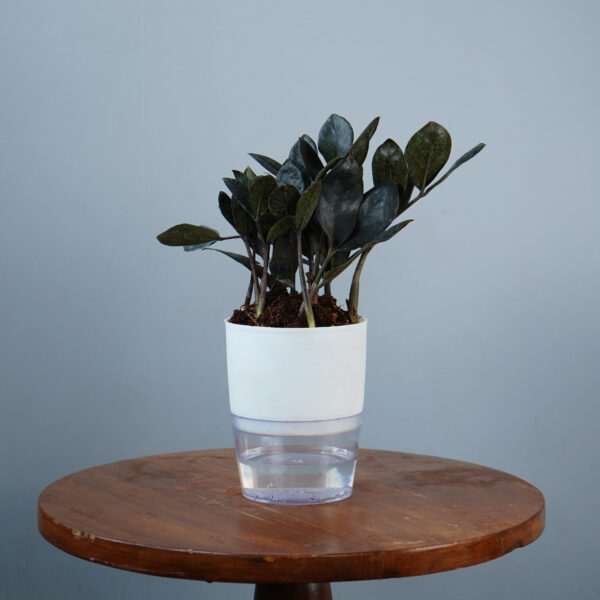Zamia Black