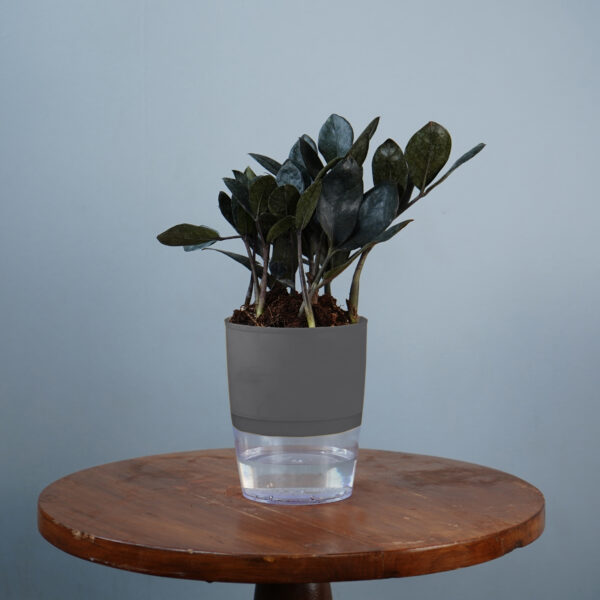 Zamia Black - Image 3