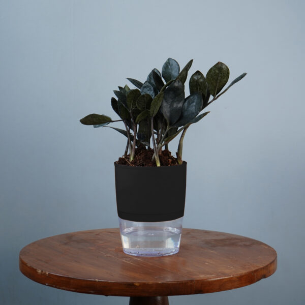 Zamia Black - Image 4