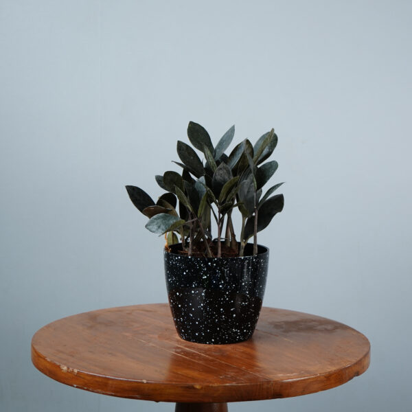 Zamia Black - Image 5