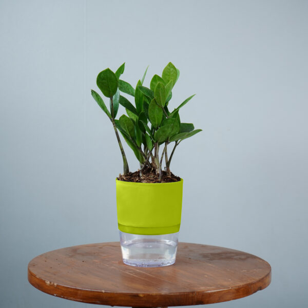 Zamia Green - Image 3