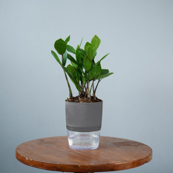 Zamia Green - Image 4