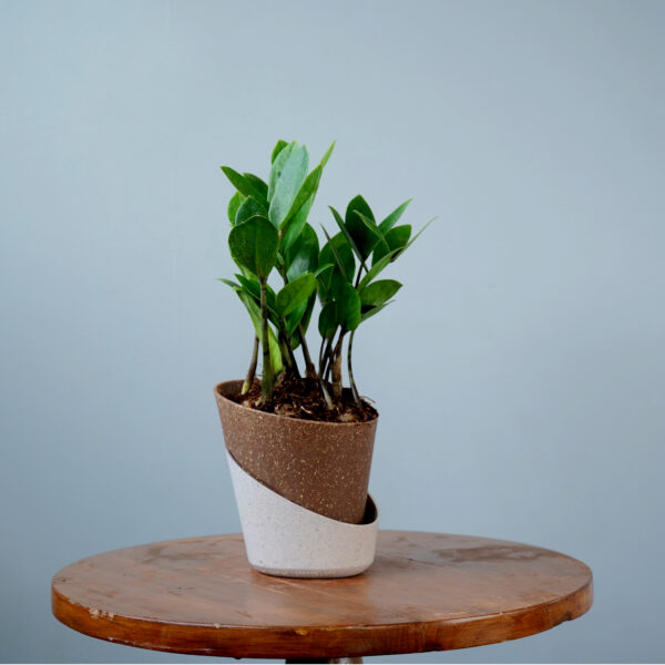 Zamia Green - Image 6