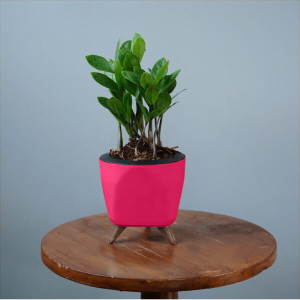 Zamia Green - Image 7