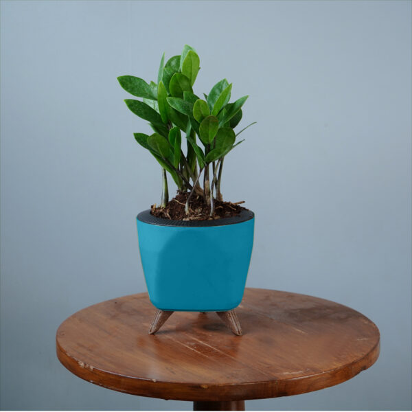Zamia Green - Image 8