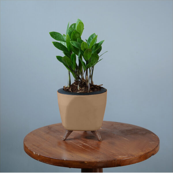 Zamia Green - Image 9
