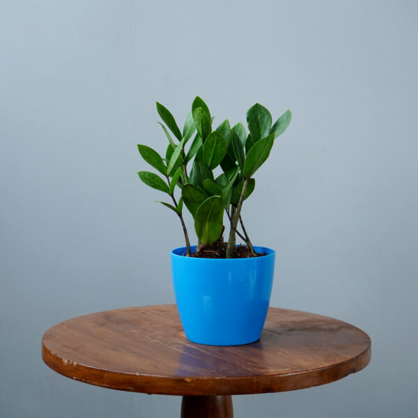 Zamia Green - Image 11