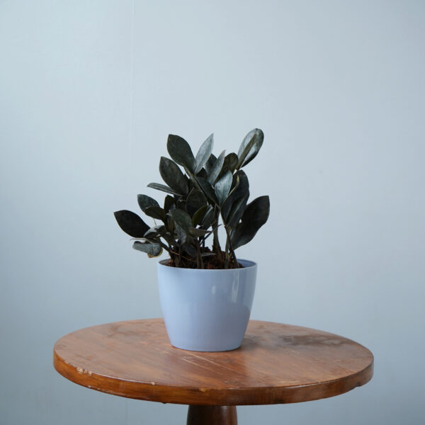 Zamia Black - Image 6