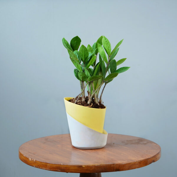 Zamia Green - Image 13
