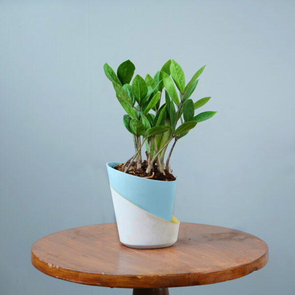 Zamia Green - Image 14