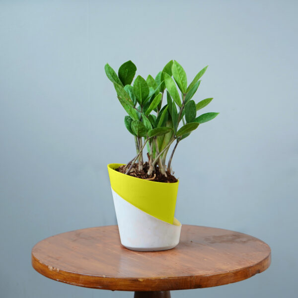 Zamia Green - Image 15