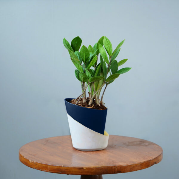 Zamia Green - Image 16