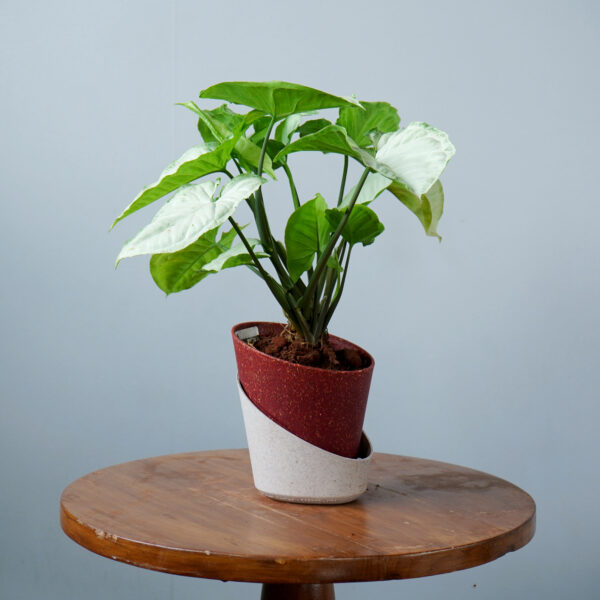 Syngomium White - Image 19